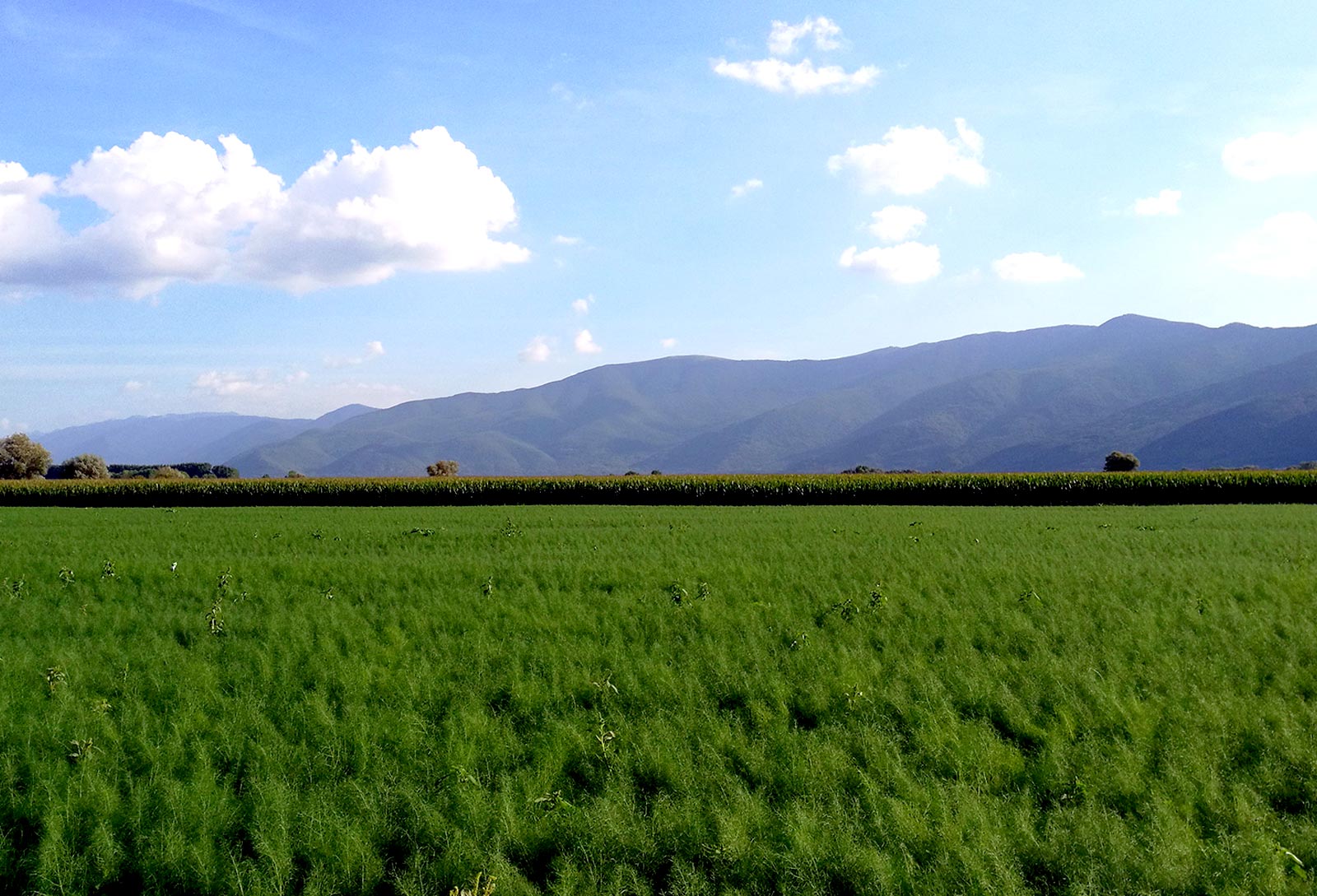 Fucino